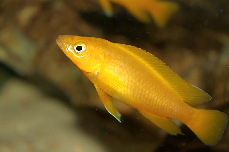 Neolamprologus leleupi 'Uvira'